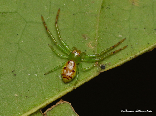 Lycopus trabeatus