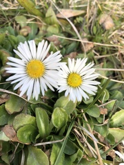 Bellis perennis