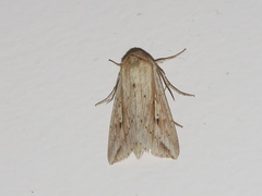 Mythimna decisissima