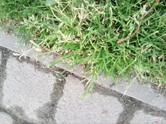 Poa annua