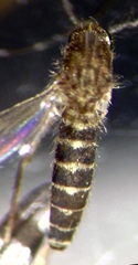 Culex annulirostris