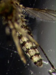 Culex annulirostris
