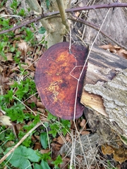 Daedaleopsis confragosa