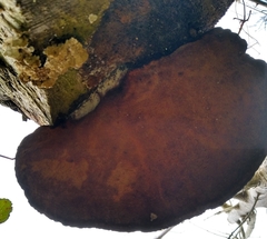 Daedaleopsis confragosa