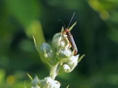 Oberea erythrocephala