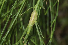 Gnorimoschema powelli