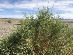 Sympegma regelii