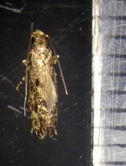 Niditinea fuscella