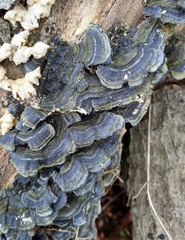 Trametes versicolor
