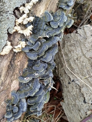 Trametes versicolor