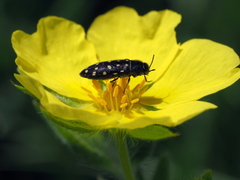 Acmaeodera degener