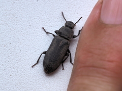 Tenebrio obscurus