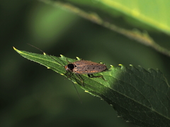 Ectobius erythronotus