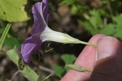 Ipomoea ternifolia leptotoma