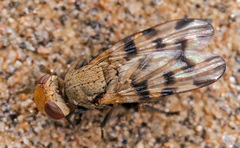 Melieria crassipennis