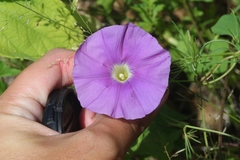 Ipomoea ternifolia leptotoma