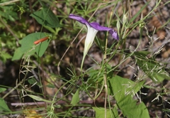 Ipomoea ternifolia leptotoma
