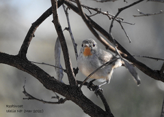 Pyrrholaemus brunneus