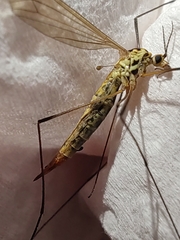 Nephrotoma