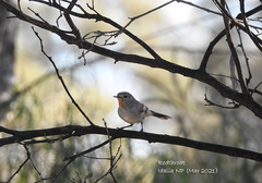 Pyrrholaemus brunneus