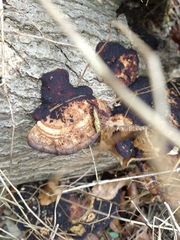 Daedaleopsis confragosa