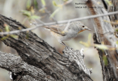 Pyrrholaemus brunneus