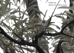 Pyrrholaemus brunneus