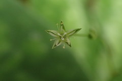 Stellaria reticulivena