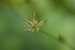Stellaria reticulivena