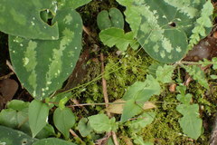 Stellaria reticulivena