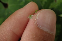 Stellaria reticulivena