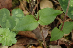 Stellaria reticulivena