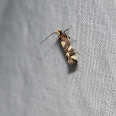 Limnaecia tetraplanetis