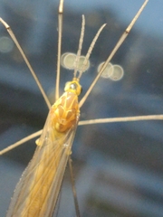 Nephrotoma