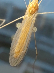 Nephrotoma