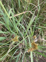 Cyperus polystachyos polystachyos