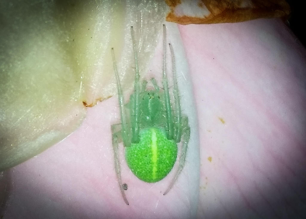 Parrot-coloured Orbweaver