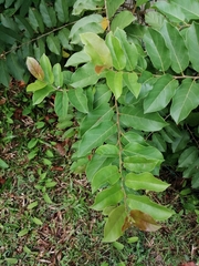 Annona squamosa