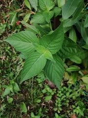 Pentas lanceolata