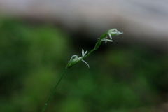 Carex disperma
