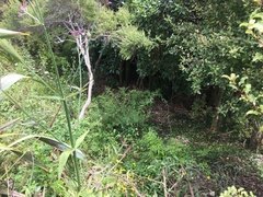 Haloragis erecta erecta