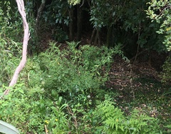 Haloragis erecta erecta