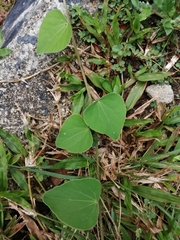 Bauhinia × blakeana
