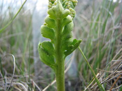 Botrychium hesperium