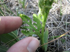 Botrychium hesperium