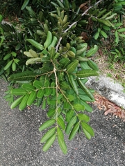 Dimocarpus longan