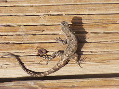 Urosaurus ornatus schottii