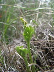 Botrychium spathulatum