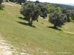 Olea europaea