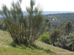 Retama sphaerocarpa